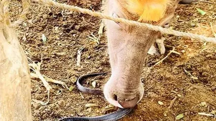دوستی عجیب و باور نکردنی یک گاو با مار سیاه