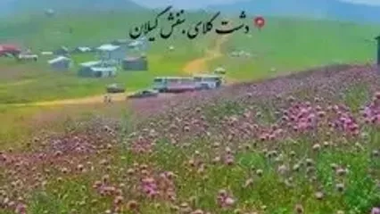 تماشای دشت بنفش رودبار