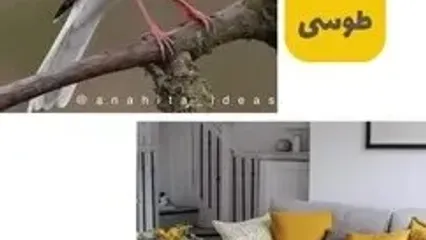 الهام گرفتن از پرنده ها در ست رنگ های دکوراسیون خانه