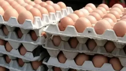 هشدار اتحادیه مرغداران؛ تخم‌مرغ به نیم میلیون تومان نزدیک می‌شود؟