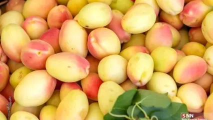 تصاویر؛ برداشت زردآلو در شهرستان سامان