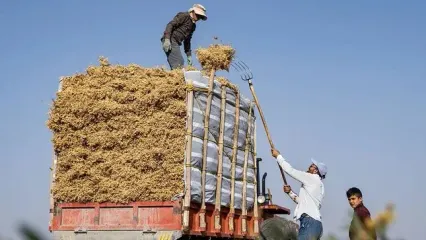 تصاویر؛ برداشت نخود در دلفان