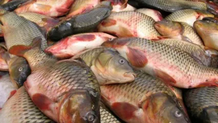 قیمت ماهی امروز + جدول