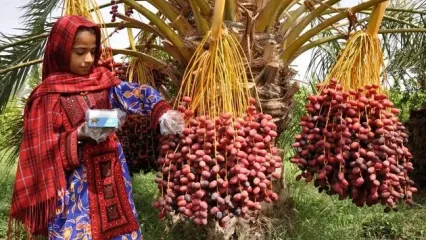 پول خرما به طور مستقیم به حساب کشاورزان واریز می‌شود