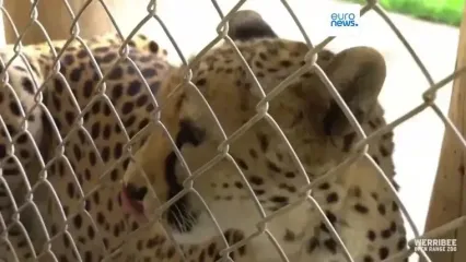 ببینید؛ راز طول عمر استثنایی یک یوزپلنگ ماده