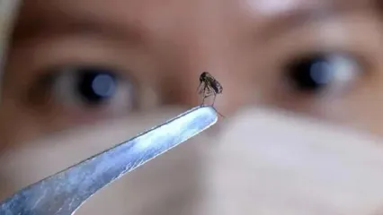 شناسایی ۲۰۵ فرد مبتلا به تب دنگی در هرمزگان