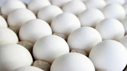 قیمت تخم‌مرغ سر به فلک کشید