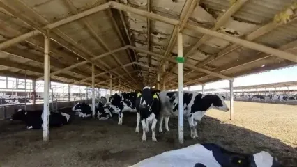 قیمت دام زنده امروز یکشنبه ۱۶ آذر ۱۴۰۴ اعلام شد + جدول