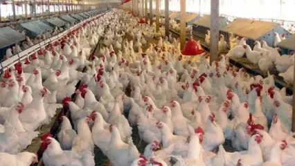 عرضه گوشت طیور در مهر ماه کاهشی شد