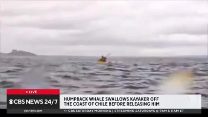 آیا تاکنون انسانی توسط نهنگ بلعیده شده است؟