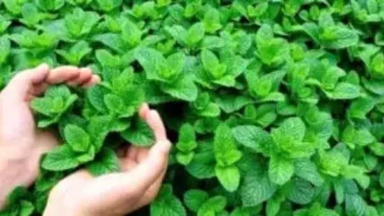 عطر نعناع مناسب برای پاکسازی گلو و تسکین گلودرد