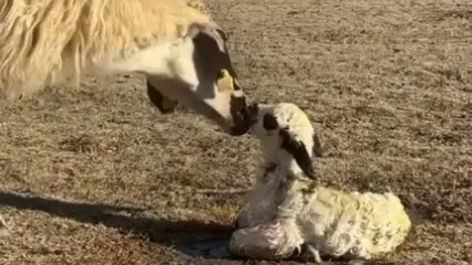 محافظت گوسفند از بره تازه‌متولدشده در برابر سگ