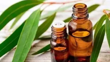 گیاهی مفید که به پوست شما آبرسانی می‌کند