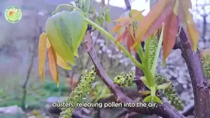 نگاهی به مراحل کاشت و برداشت هزاران تن گردو از باغات کالیفرنیا