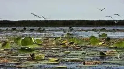 بارش‌های گیلان به دادِ تالاب انزلی رسید