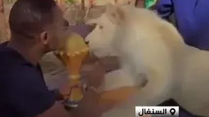 نمایش جام قهرمانی ملت‌های آفریقا مقابل یک شیر سفید