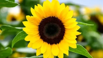 متن و پیام‌های تبریک سال نو و عید نوروز 1405 مناسب ایام جنگ