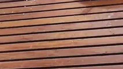 ایگوانای سرکش میز صبحانه را به هم ریخت