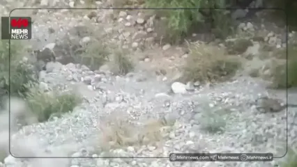 ویدئو؛  پلنگ ایرانی در پناه امنیت پارک ملی سالوک اسفراین