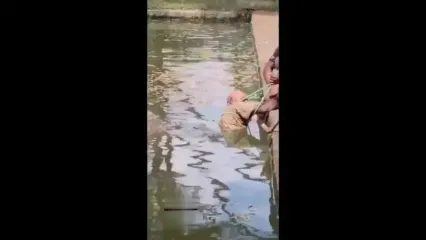 (16+) تمساح مربی خود را به آب کشید و کشت