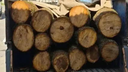 کامیون با ۱۰ تن چوب قاچاق در بهشهر توقیف شد