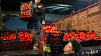 کاهش 20 درصدی عوارض صادراتی گوجه فرنگی؛ صادرات آسان شد