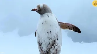 (ویدئو) سفید مثل برف؛ تصاویری منحصربفرد از یک پنگوئن