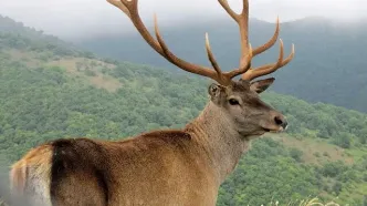 حضور مِرال در روستای مازندران سوژه شد+فیلم