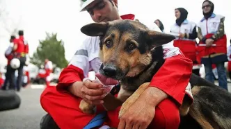 خاطره‌ای بامزه از حضور یک سگ زنده‌ یاب هلال‌ احمر در برنامه زنده | فیلم