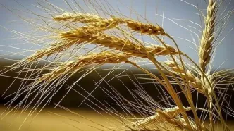 قیمت گندم بالاتر از قیمت جهانی تعیین شد+ فیلم