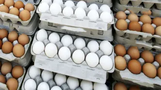 تغییر بسته بندی تخم مرغ؛ روش محتکران برای دور زدن نرخ مصوب