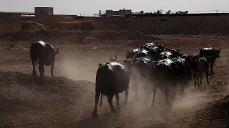 توقیف محموله میلیاردی احشام قاچاق در مرزهای بلوچستان