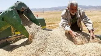 تسویه حساب با ۷۲۶ هزار گندمکار در ۳۱ استان