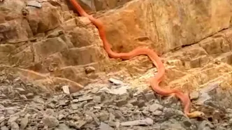 (ویدئو) کشف یک مار غول پیکر 15 متری در عراق که سنگ های کوهستان را می‌بلعد