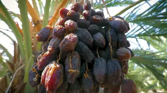 (ویدئو) اردنی ها چگونه گران ترین خرمای جهان را برداشت و بسته بندی می کنند؟