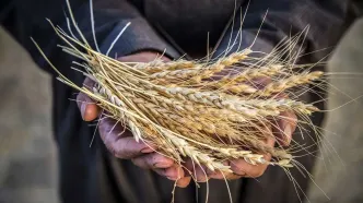اعلام قیمت گندم توسط وزیر جهاد کشاورزی/ تفاوت قیمت اعلامی دولت با شورای قیمت‌گذاری