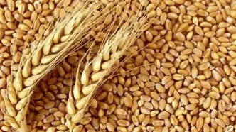 قیمت خرید تضمینی گندم در سال ۱۴۰۳ چقدر است؟
