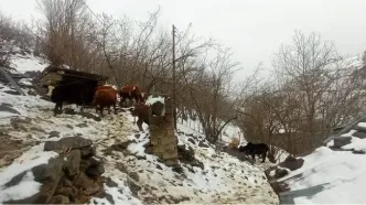 بارش برف در بیش از ١٠٠ روستای بخش رحیم آباد رودسر