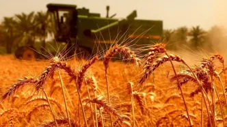 نرخ منطقی خرید تضمینی گندم اعلام شد/علت کاهش تولید گندم