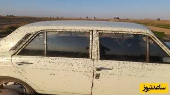 حمله عجیب و غریب مگس‌ها به روستاهای اصفهان