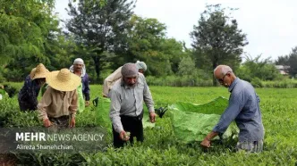 پرداخت ۹۲ درصدی سهم دولت از مطالبات چایکاران