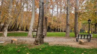شکایت شهرداری تهران از کاخ سعدآباد بابت قطع ۱۵ درخت