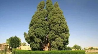 (ویدیو) درختی در ایران که قبل از میلاد مسیح وجود داشت