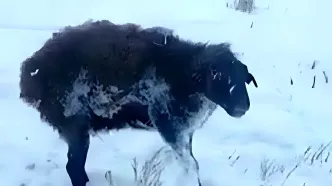 سرمای ۵۰- درجه قزاقستان گرگ و گوسفند را درجا خشک کرد