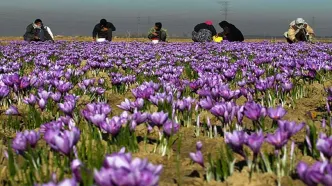 سرمازدگی عامل کاهش تولید زعفران در کشور