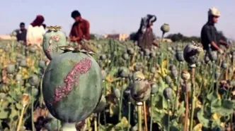 ادعای عجیب طالبان: کاشت تریاک در افغانستان به صفر رسید!