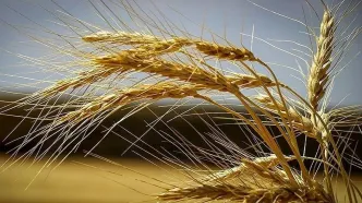 قیمت خرید گندم تغییر خواهد کرد/ وضعیت فعلی بارش ها تولید گندم را بحرانی می کند