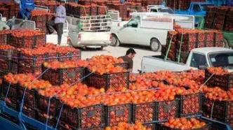 رشد ۳۱۹ درصدی قیمت گوجه فرنگی در دولت رئیسی/ گوجه رکورددار گرانی در آذر ماه شد!