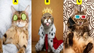 تست شخصیت شناسی | یک گربه بامزه را انتخاب کن تا بگم برای شاد بودن به چی نیاز داری؟