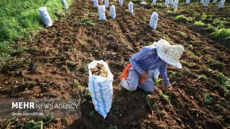 این محصول روی دست کشاورزان کشور ماند!